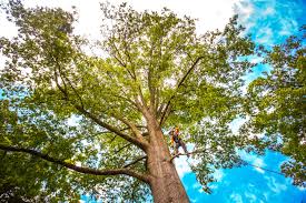 Best Tree Trimming and Pruning  in Ardmore, AL