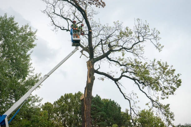 Best Tree Cabling and Bracing  in Ardmore, AL