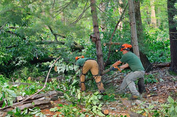 Best Hazardous Tree Removal  in Ardmore, AL