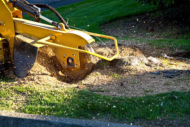 Best Aeration Services  in Ardmore, AL